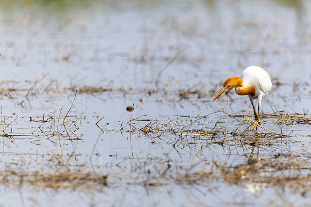 istock Cattle egret in the rice field. 2218493398