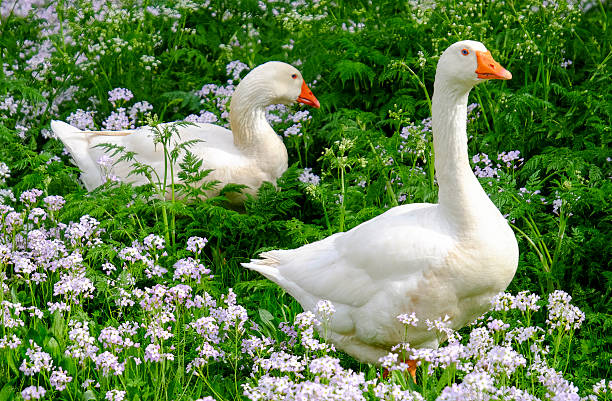 Two white geese in a meadow full of flowers