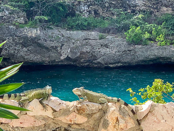 istock Green Iguanas in Curacao 2218493982