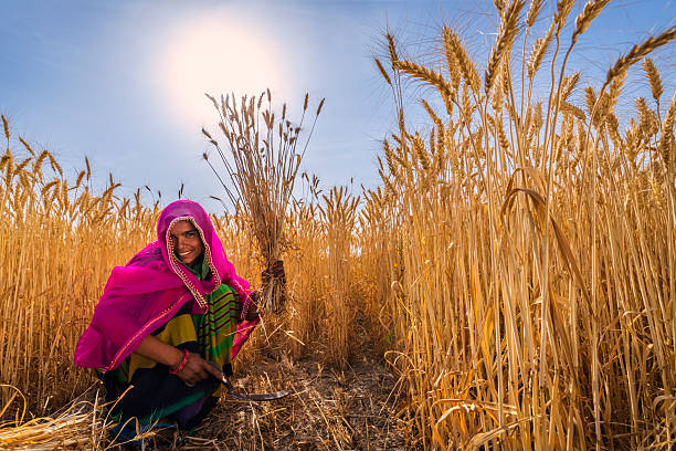 istock Young Indian woman cutting a wheat, India. 2218494246