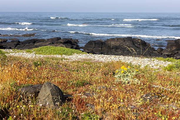 The image shows a coastal landscape with a foreground of a meadow filled with various grasses and small wildflowers in shades of yellow, brown, and green.  The meadow is dotted with small rocks and