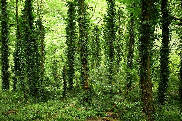 Mysterious deciduous green forest on a sunny summer day. Silhouette of old tree trunks. Ecology ecosystems, environmental conservation, eco tourism, landscape.