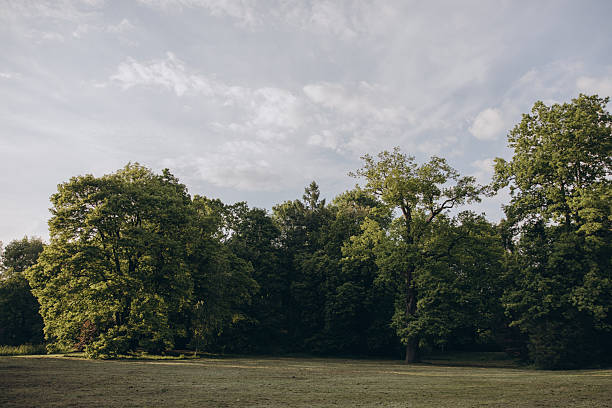 istock Old oak tree park with romantic garden paths and lush greenery, peaceful landscape ideal for nature, history, and nostalgic outdoor scenes 2218495016