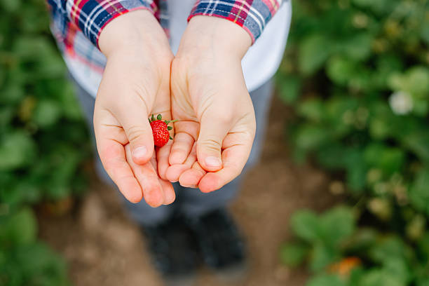 720+ Picking Of Wild Strawberries Stock Photos and Royalty-Free