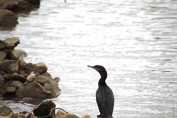 istock cormorant bird - Nannopterum brasilianum 2218496675