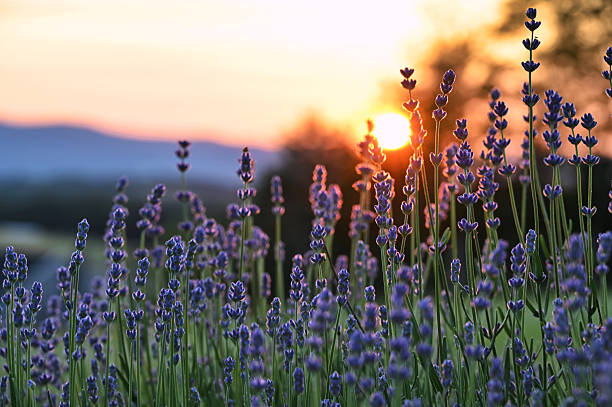 Sunset over lavender bush with mountains in the background