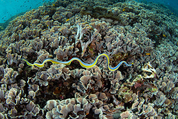 A blue ribbon eel, Rhinomuraena quaesita, slithers over a coral reef in the Pantar Strait, near the island of Alor, Indonesia. This tropical region harbors spectacular marine biodiversity.