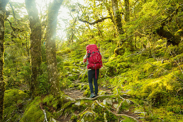 istock Backpacker journey through remote landscape, trail winding through foliage. 2218500765