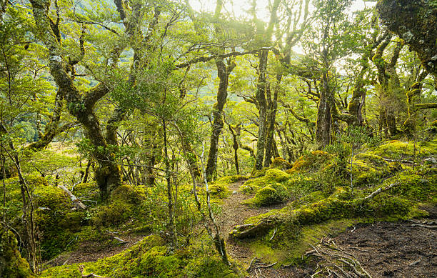 Scenic landscape of dense forest with lush green vegetation, forest tree canopy.