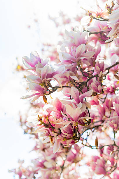 istock Cherry Blossom Branch Blooming 2218501961
