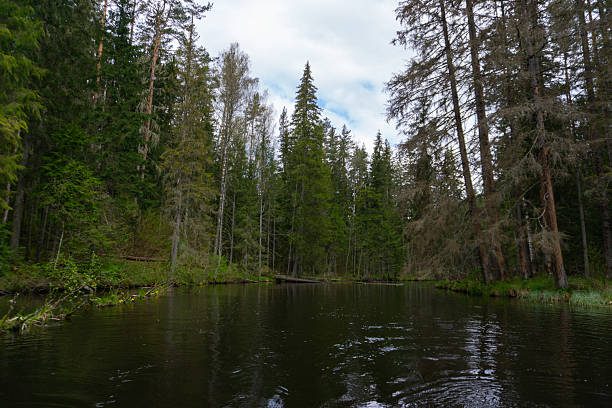 istock Spring Forest River Flowing Through Lush Green Woodland with Sunlight and Shadows 2218502143