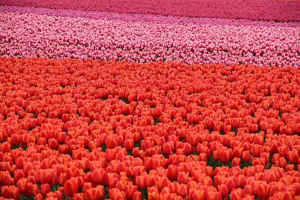 Vibrant multicolored tulips in full bloom stretch across a wide open field under natural daylight. The scene evokes springtime, beauty, and the joy of nature in full color.