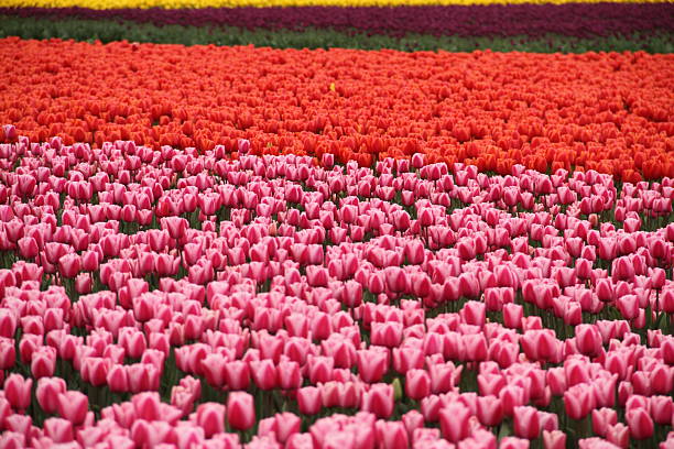 Vibrant multicolored tulips in full bloom stretch across a wide open field under natural daylight. The scene evokes springtime, beauty, and the joy of nature in full color.