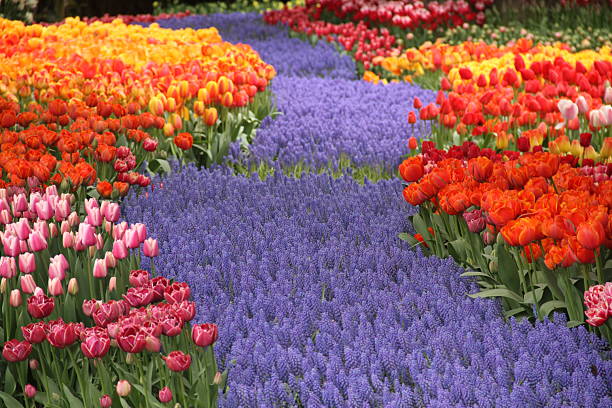 Many beautiful muscari flowers in park. Spring season