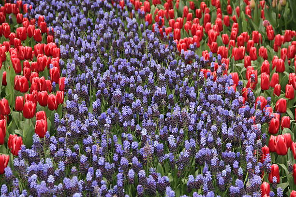 Vibrant multicolored tulips in full bloom stretch across a wide open field under natural daylight. The scene evokes springtime, beauty, and the joy of nature in full color.