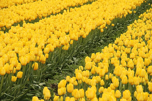 Vibrant multicolored tulips in full bloom stretch across a wide open field under natural daylight. The scene evokes springtime, beauty, and the joy of nature in full color.