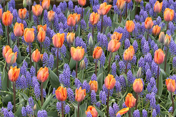 istock Endless Rows of Flowering Beauty 2218504953
