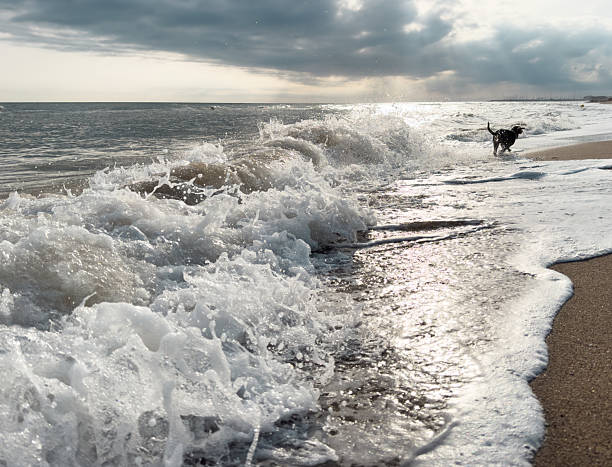 Happy beagle dog running and playing joyfully on the beach, splashing through sea waves under a beautiful, cloudy summer sky, embodying freedom and fun in nature