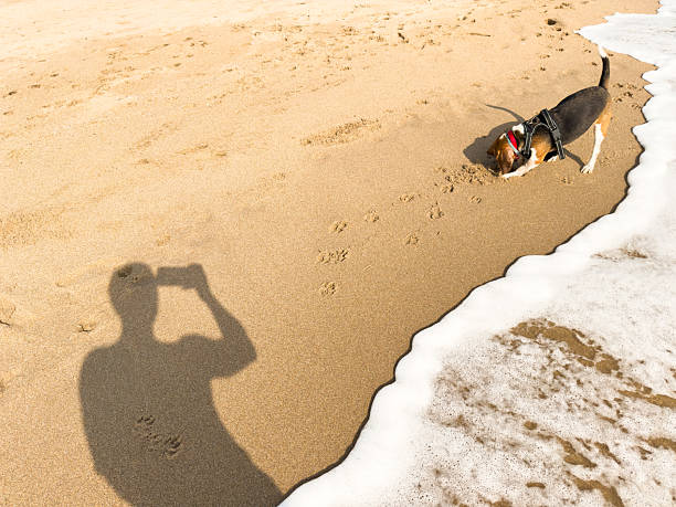 Photographer's shadow stretching across the sandy beach, while a playful dog digs near gentle seafoam, creating a serene and picturesque moment of summer bliss