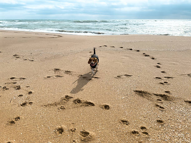 Beagle dog running joyfully on the beach, leaving playful paw prints in the warm sand, basking in the sunny day with the sparkling sea waves gently lapping in the background