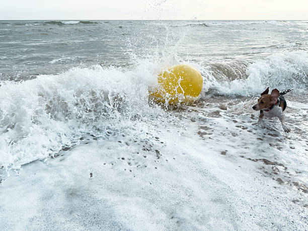 Beagle dog joyfully running along the beach, chasing a bright yellow ball while sea waves crash against the shore, capturing the essence of summer fun and outdoor playfulness