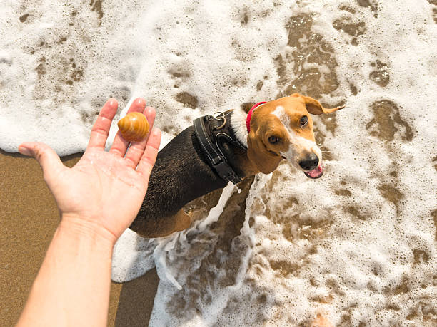 Beagle dog standing at the beach's shorebreak, gazing up at a seashell held in a person's hand, showcasing a moment of curiosity and playful companionship under the summer sun