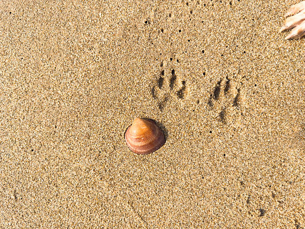 Dog paw prints meandering away from a beautiful seashell on a sunlit sandy beach evoke cherished summer memories, capturing the essence of outdoor adventures and coastal relaxation