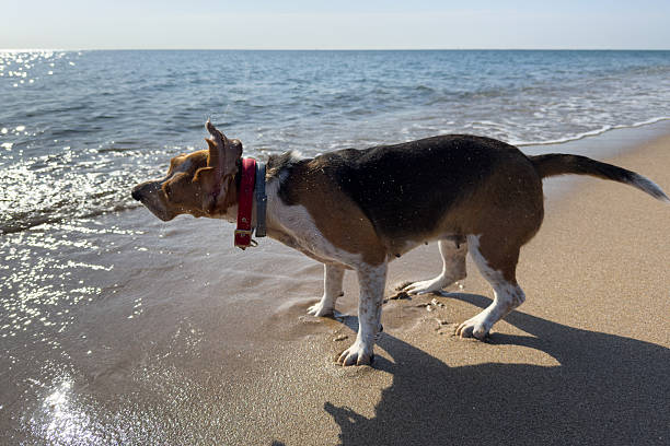 Tri-color beagle dog joyfully shaking off water after a refreshing dip in the sparkling sea, reveling in the warmth of a sunny beach day during the vibrant summer season