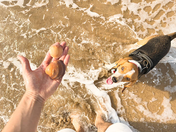 Beagle dog playing joyfully on the beach, splashing through the wet sand while its owner, holding two colorful seashells, shares a delightful summer day filled with laughter and bonding