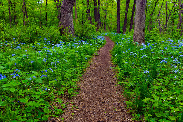 Summer wildflowers