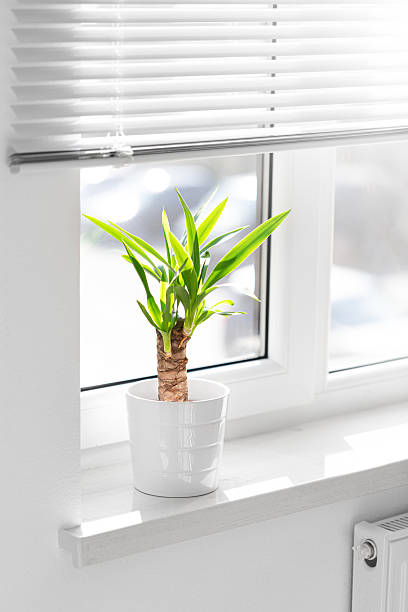 istock A potted yucca plant on a windowsill. The window is covered with white blinds, and the view outside on sity 2218508002