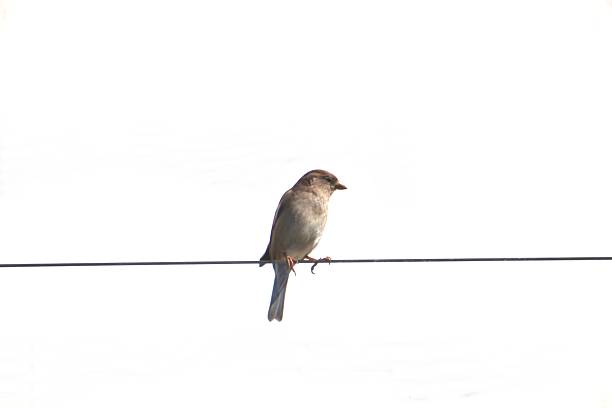 animalia birds Order: Passeriformes family Passeridae bird - sparrow - Passer domesticus