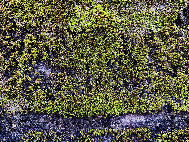 close up green moss on the wall