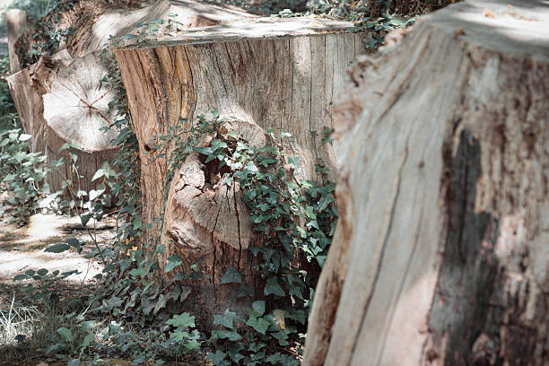 Sunlight shines on the surface of the Tree stump through the gaps between branches and leaves, A large tree stump of a tree's trunk after cut down, with some roots still in the ground with surrounded by small plants. use it as your Wallpaper, Poster and Copy space, Selective focus.