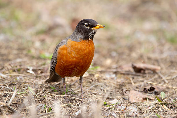 istock American Robin Foraging on the ground in early spring. 2218514762