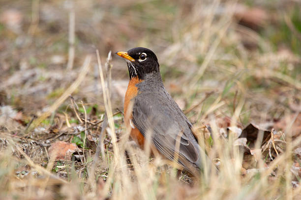 istock American Robin Foraging on the ground in early spring. 2218514764