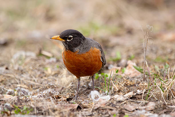 istock American Robin Foraging on the ground in early spring. 2218514816
