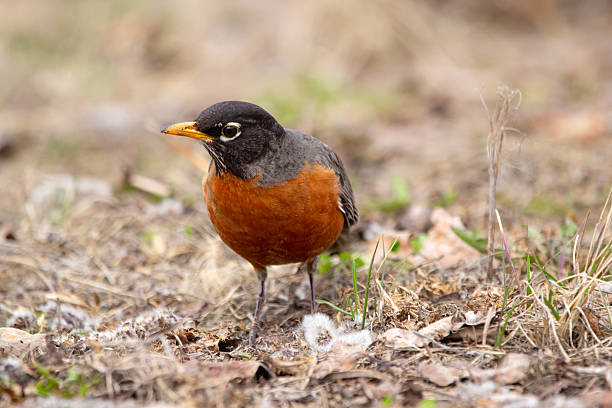 istock American Robin Foraging on the ground in early spring. 2218514817