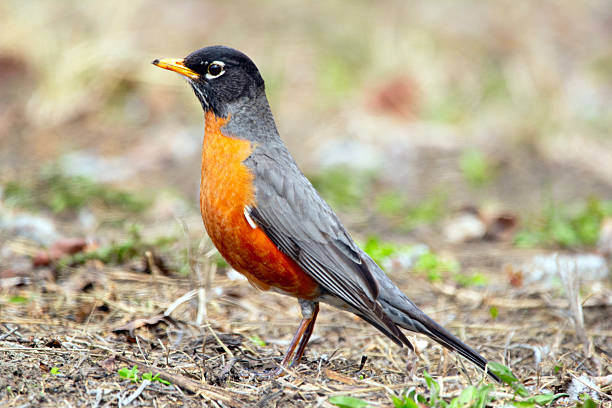 istock American Robin Foraging on the ground in early spring. 2218514818
