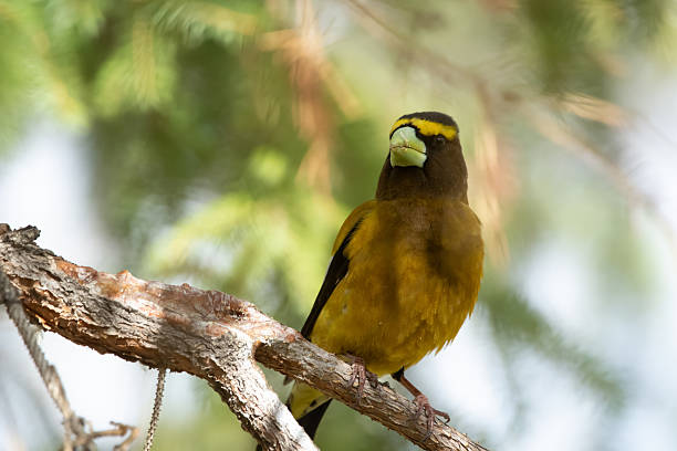 istock Male Evening Grosbeak on a spruce tree branch. 2218514841