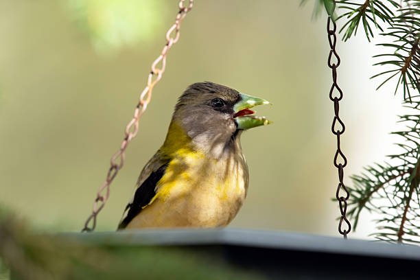 Female yellow Evening Grosbeak sitting in a feeder on the spruce tree with green needles in spring backyard garden.