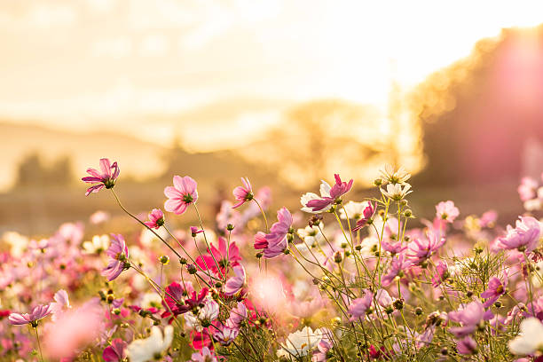 Cosmos shining in the sunset