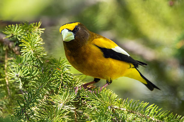 istock Male Evening Grosbeak on a spruce tree branch. 2218515010