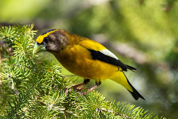 istock Male Evening Grosbeak on a spruce tree branch. 2218515020