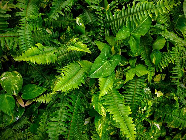 istock Ornamental grden with different kinds of plants 2218515161
