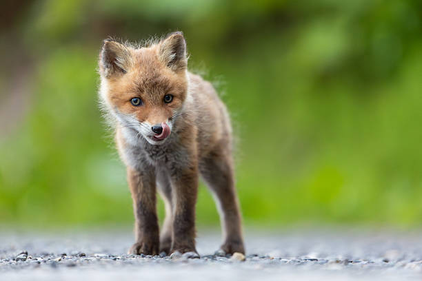 A cute baby fox in Hokkaido with its tongue out low angle portrait.