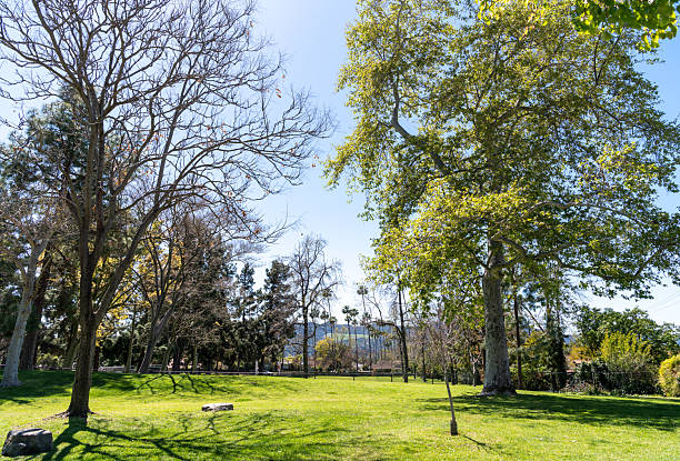 istock Trees in the park California 2218517174