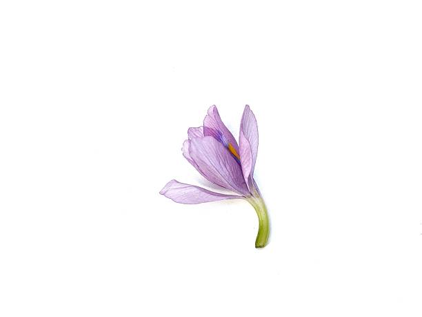 istock Water hyacinth flower (Pontederia crassipes) isolated on white background 2218517255