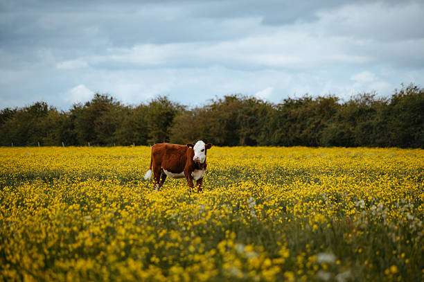 istock Cow on the buttercup field. Looking at camera. 2218517452