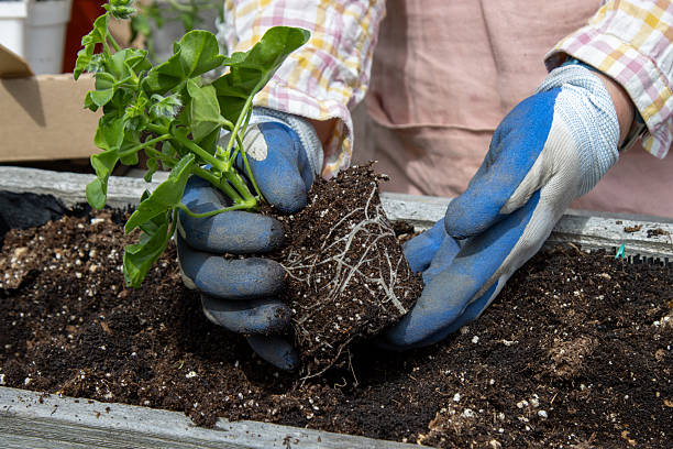 istock Gloved hands loosening flower seedling roots 2218517821